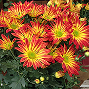 Close-up of vibrant red and yellow chrysanthemum flowers with green centers and foliage.