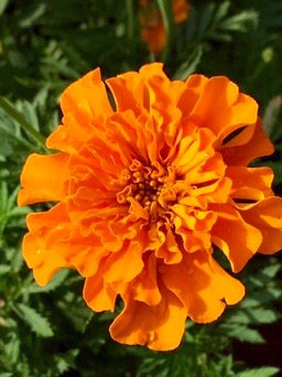 A close-up of a vibrant orange marigold flower with ruffled petals, centered against a blurred green leafy background.