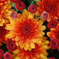 A vibrant close-up of a cluster of orange and red chrysanthemum flowers. The larger blossoms are a fiery orange with red centers, while smaller, darker red flower buds and blossoms are scattered throughout the arrangement, creating a rich and warm floral pattern.