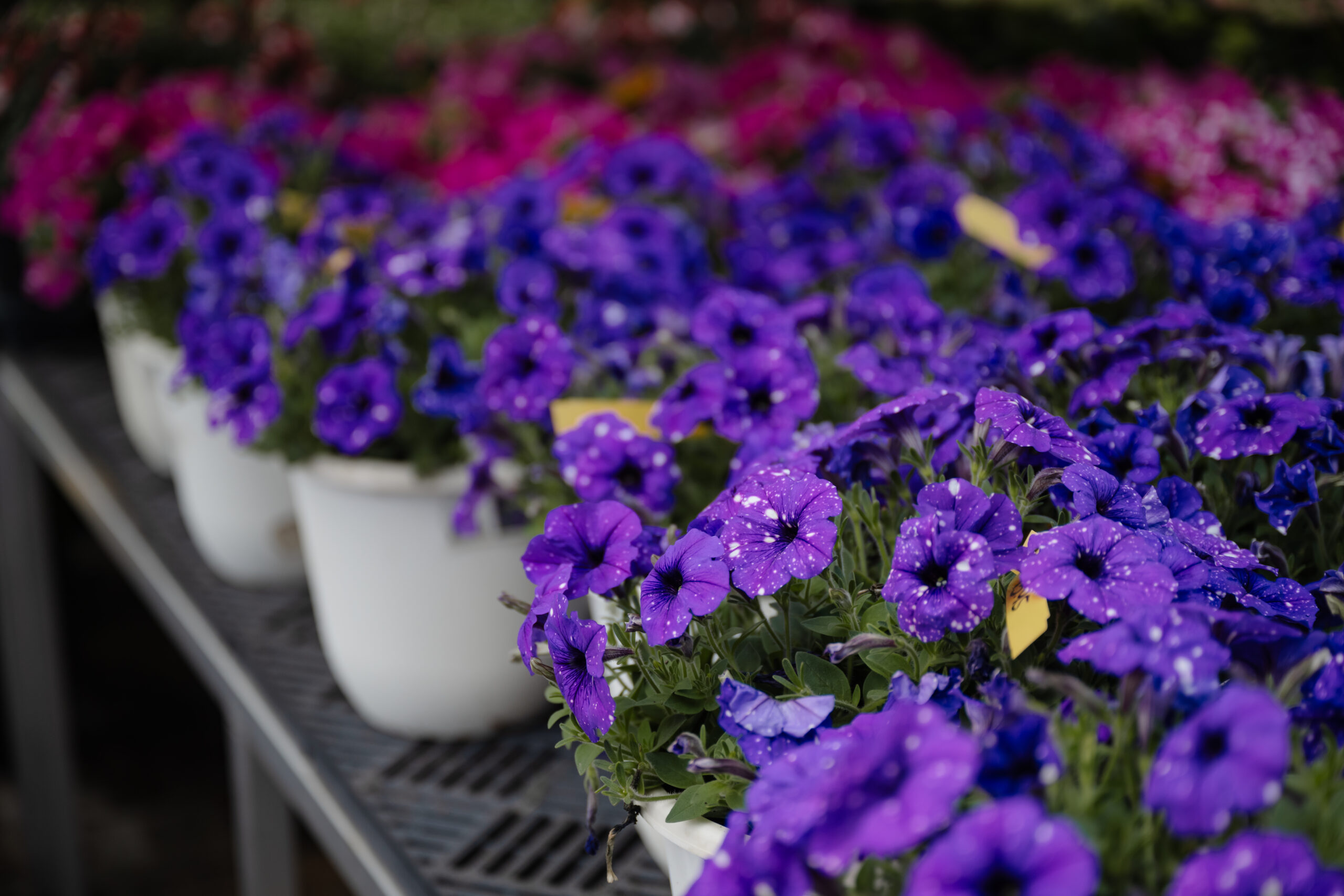 Beautiful landscaping and garden display at Pat's Nursery