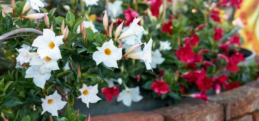 A close-up of white mandevilla flowers with yellow centers, with red mandevilla flowers blurred in the background, all next to a rustic brick wall.